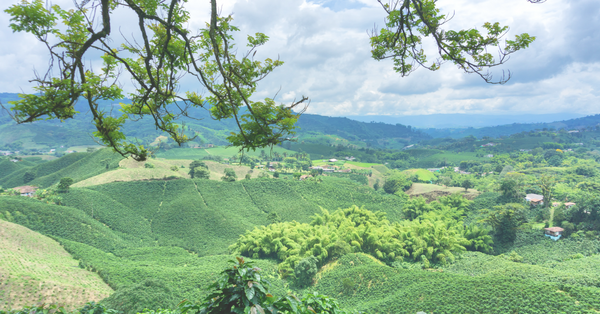 Immerse yourself in the vibrant world of Latin American coffee with our curated collection. From Colombia to Costa Rica, explore the diverse flavors of the region with free shipping on all orders.