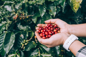 Exploring the origins of coffee around the world with American Way Coffee Blog.